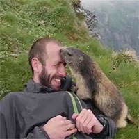 La marmotta più coccolona al mondo, ecco cosa fa all'alpinista