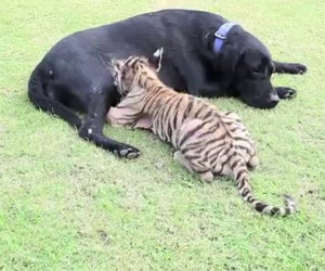 Un cucciolo di tigre abbandonato viene adottato da un labrador