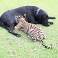 Un cucciolo di tigre abbandonato viene adottato da un labrador