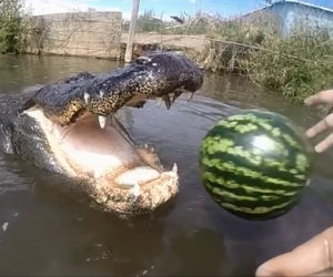 Lancia un'anguria ad un coccodrillo, ecco cosa succede...