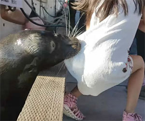 Il terribile momento in cui il leone marino trascina una bimba in acqua