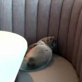 Un leone marino viene ritrovato dentro un ristorante a San Diego