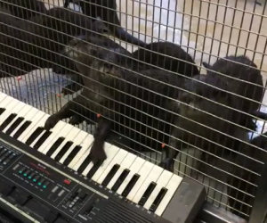 Lontre suonano la tastiera
