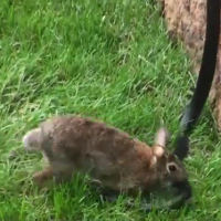 Il coniglio è attaccato da un serpente, la mamma corre a difenderlo