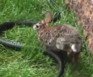 Mamma coniglio salva il figlioletto catturato da un serpente