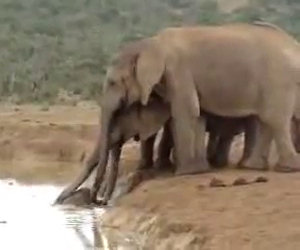 Mamma elefante salva suo figlio