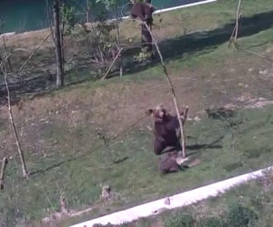 Mamma orsa salva il figlio sull'albero