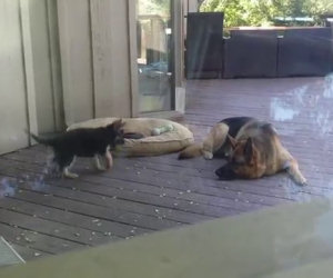 Questo cucciolo non vuole dormire, ecco come reagisce la madre