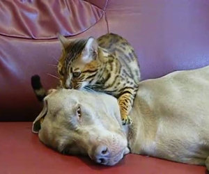 Questo gatto fa un dolce massaggio al suo amico cane