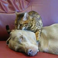 Questo gatto fa un dolce massaggio al suo amico cane