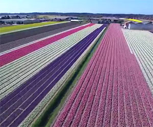 Tutto lo spettacolo dei fiori in Olanda come non li avete mai visti