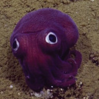 Ecco a voi il mollusco che sembra uscito da un cartone animato