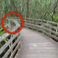 Una donna sta passeggiando, ad un tratto fa un incontro terrificante