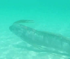 Mostro marino nuota a pelo d'acqua