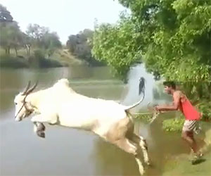 Una mucca prova ad insegnare ad un uomo a nuotare