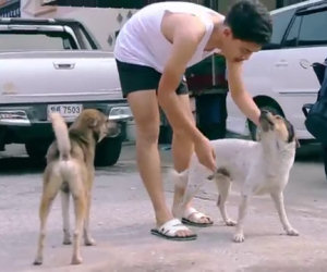 Ogni giorno scende in strada e pulisce tutti i cani randagi