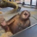 Un orango ride a squarciagola dopo un trucco di magia
