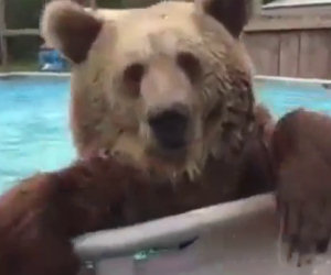 Un orso scopre una piscina e la sua reazione è esilarante