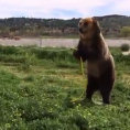 Un orso decide di annaffiare un cane, la sua reazione è buffissima