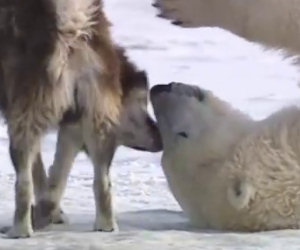 Questo è Dave, l'orso polare amico dei lupi