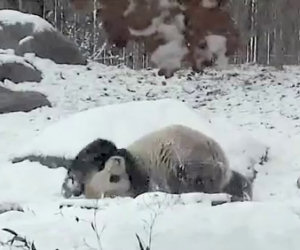 Panda felicissimo per la neve