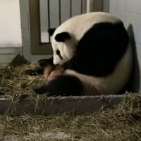 Mamma panda partorisce, poco dopo avviene una grande sorpresa