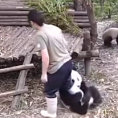 Il piccolo panda non vuole che la sua amica vada via