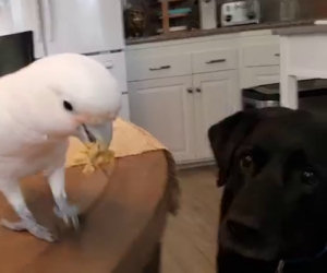 Il pappagallo fa mangiare il suo amico cane