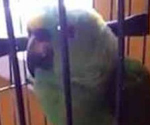 Questo pappagallo imita alla perfezione il pianto di un bambino