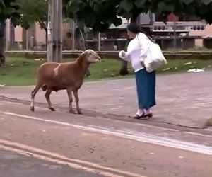 Pecora arrabbiata terrorizza tutti