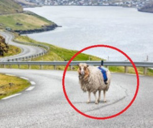Pecore usate per fotografare su Street View al posto di Google
