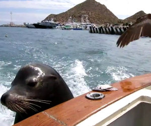 Pellicano ruba cibo di un leone marino