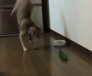 Gatti che odiano i cetrioli, un video che vi farà morire dalle risate