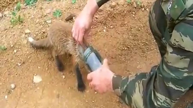Animali Che Salvano La Vita Alle Persone