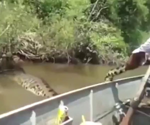 Pesca l'anaconda più grande mai vista