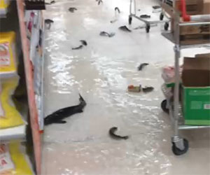 Pesci che nuotano tra le corsie di un supermercato