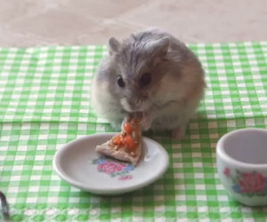 Piccolo criceto mangia una piccola pizza