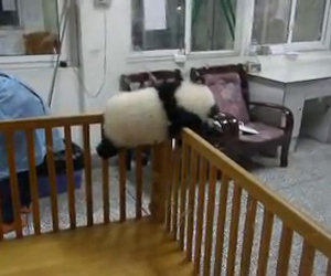 Un piccolo panda cerca di fuggire dalla culla dove è tenuto