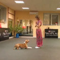 Questo pitbull danza con la sua padrona. Uno spettacolo incredibile