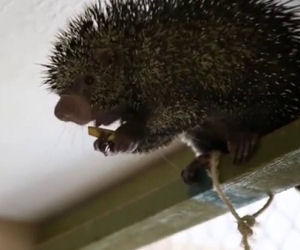 Porcospino mangia una banana