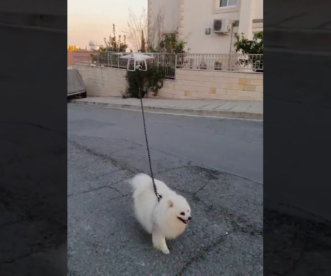 Portare a spasso il cane in tempo di quarantena