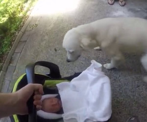 I genitori portano il neonato a casa, ecco la dolce reazione del cane