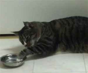 Questo gatto è troppo pigro per bere ma trova una soluzione...
