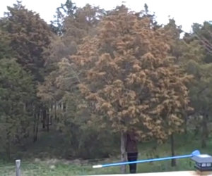 Quanto polline può avere un albero?