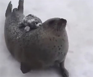 Questo è quello che fa una foca quando ha fame