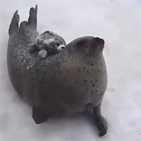Questo è quello che fa una foca quando ha fame