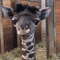 Avete mai visto una giraffa più carina di questa?