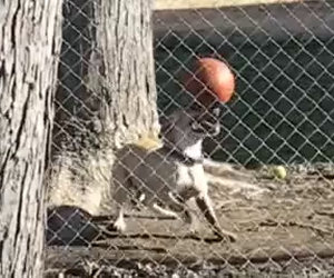 Ecco un cane che crede di essere un campione di calcio