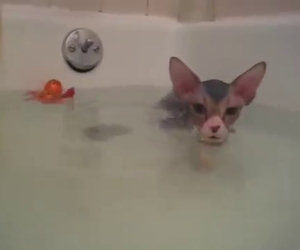 Mette il gatto nella vasca da bagno per la prima volta, ecco la reazione