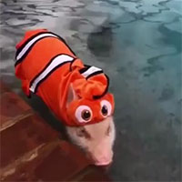 Questo maialino si crede Nemo